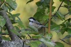 Poecile atricapillus