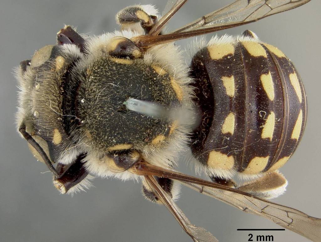 Porter's Wool-carder Bee