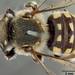 Porter's Wool-carder Bee - Photo (c) Smithsonian Institution, National Museum of Natural History, Department of Entomology, some rights reserved (CC BY-NC-SA)