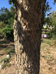 Quercus garryana