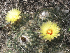 Coryphantha