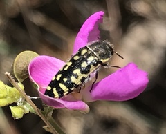 Acmaeodera solitaria