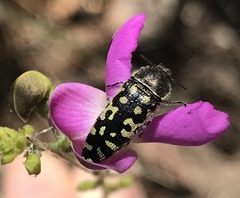 Acmaeodera solitaria