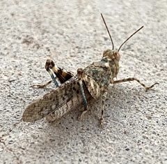 Trimerotropis pseudofasciata