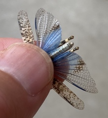 Trimerotropis pseudofasciata