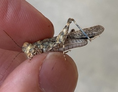 Trimerotropis pseudofasciata