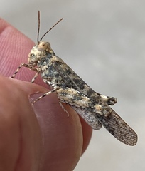 Trimerotropis pseudofasciata