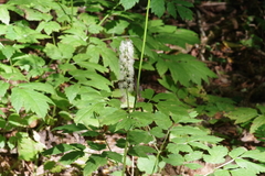 Actaea podocarpa
