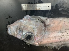 Trachipterus altivelis