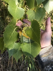 Populus
