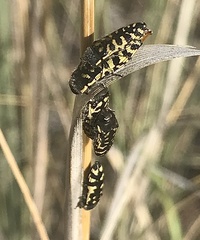 Acmaeodera solitaria