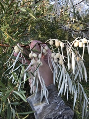 Elaeagnus angustifolia