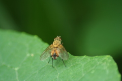 Diptera