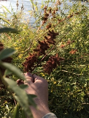 Glycyrrhiza lepidota