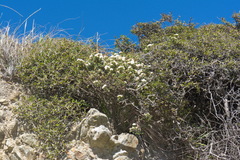 Pimelea cryptica