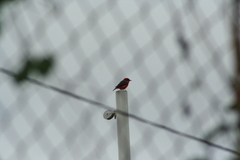 Pyrocephalus rubinus