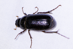 Phyllophaga bilobatata
