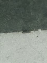 Lepisma