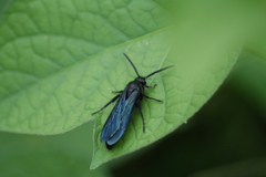 Scoliidae