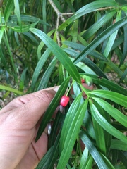 Podocarpus salignus