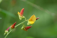 Crotalaria micans