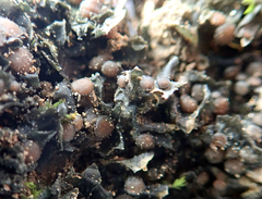 Leptogium crispatellum