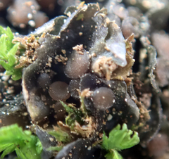 Leptogium crispatellum