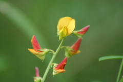 Crotalaria micans