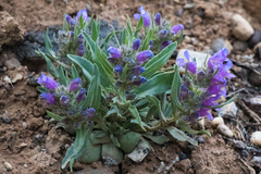 Penstemon eriantherus