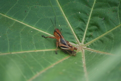 Acrididae