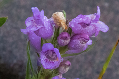 Penstemon eriantherus