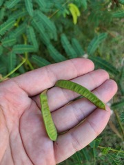 Neptunia oleracea