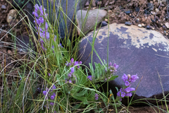 Penstemon eriantherus