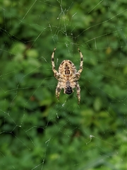 Araneus diadematus