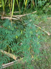 Neptunia oleracea