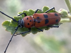 Tylosis maculatus