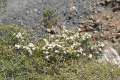 Pimelea cryptica