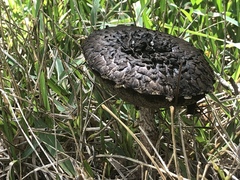 Strobilomyces strobilaceus image
