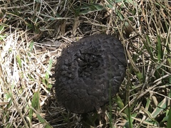 Strobilomyces strobilaceus image