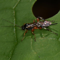 Itoplectis