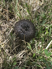 Strobilomyces strobilaceus image