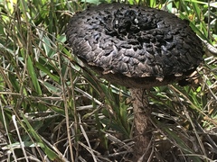 Strobilomyces strobilaceus image