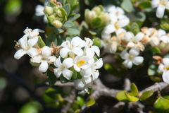 Pimelea cryptica