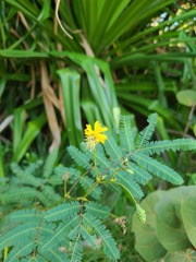 Neptunia oleracea