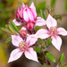 Boronia scabra - Photo (c) Jean and Fred, alguns direitos reservados (CC BY)