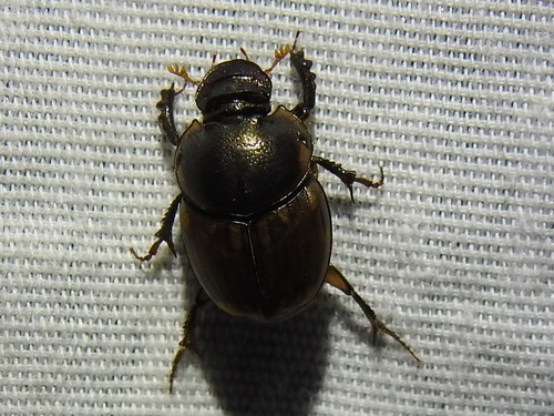 Gazelle Scarab photo 6