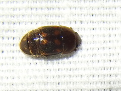 Colopterus maculatus