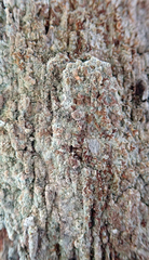 Enterographa pallidella