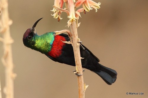 Abyssinian Sunbird
