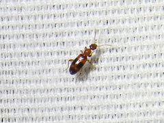 Vacusus vicinus